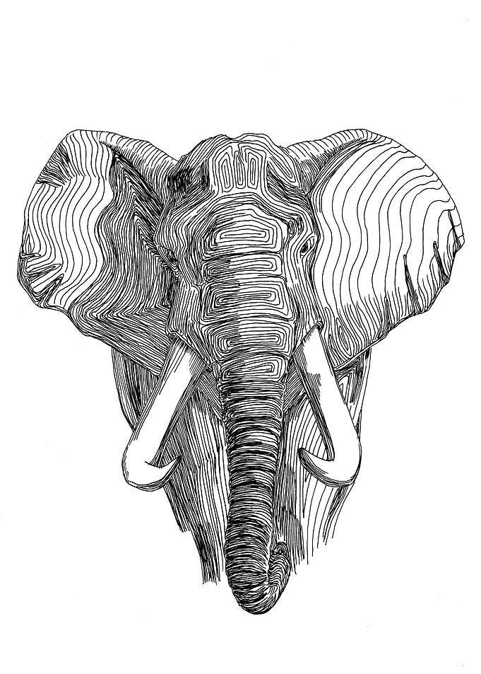 Elephant. Loxodonta africana.