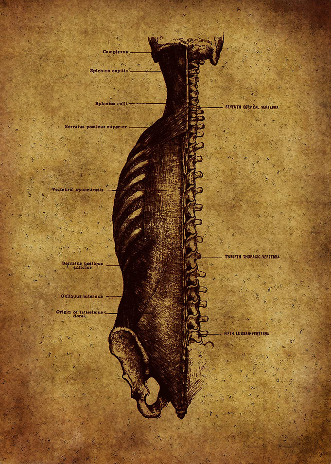Anatomic19