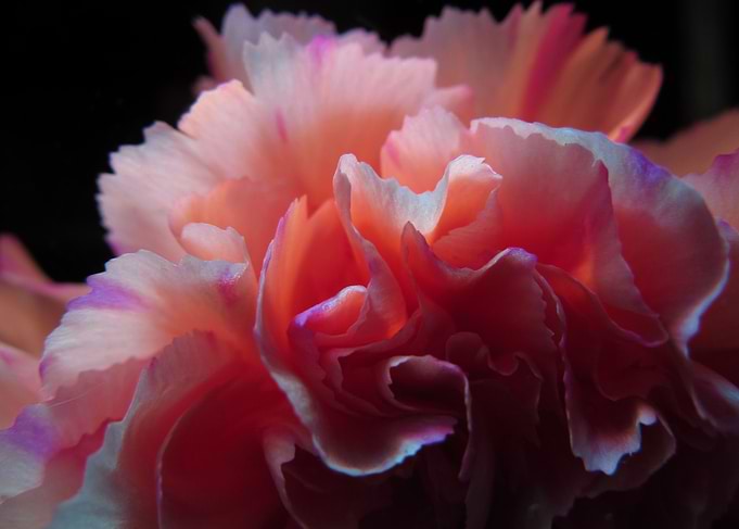 Pink Petals