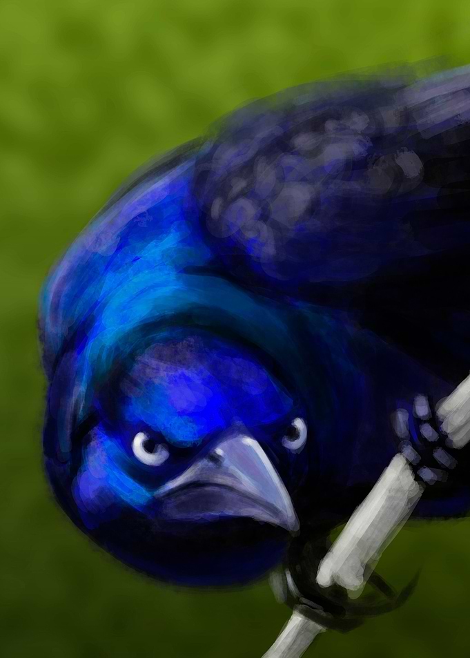 Crow. Corvus brachyrhynchos.