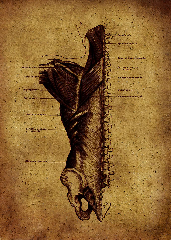 Anatomic21