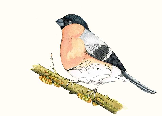 This is a mix between a bird and à landscape. hand draw ...