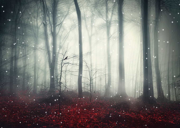 Spaces VII - Dreaming Woodland