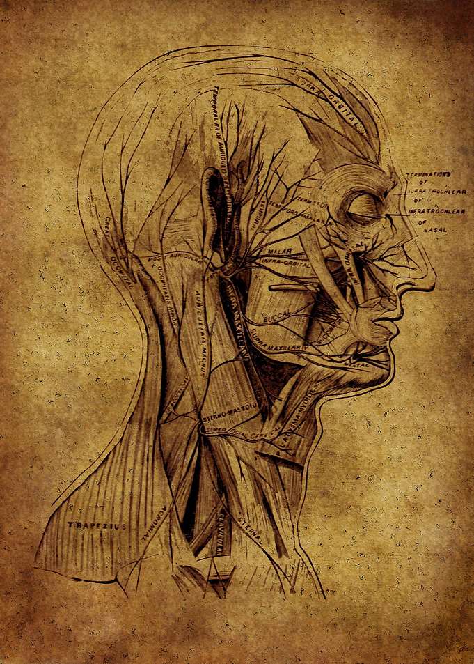 Anatomic23