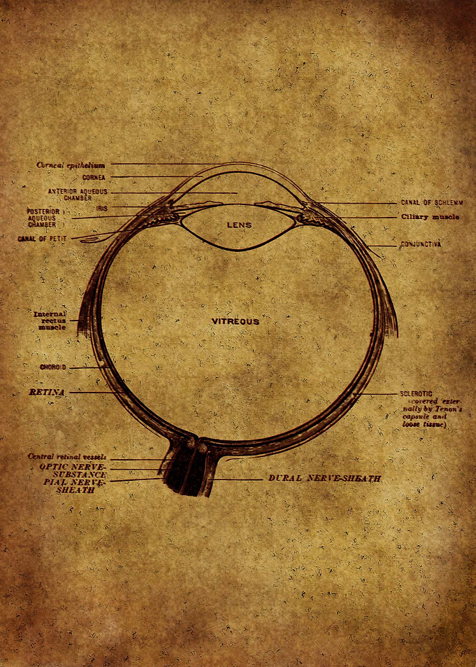 Anatomic26