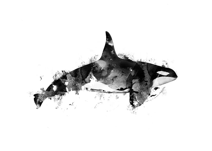 Killer Whale