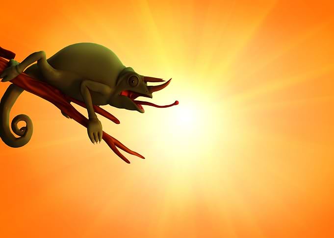Chameleon at sunset