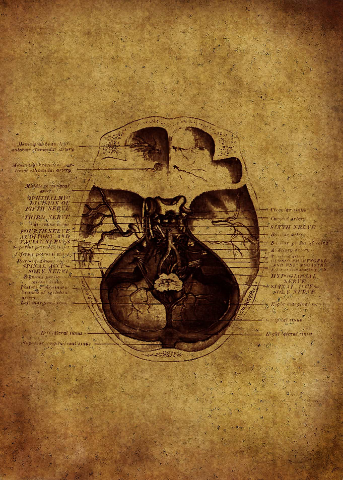 Anatomic25