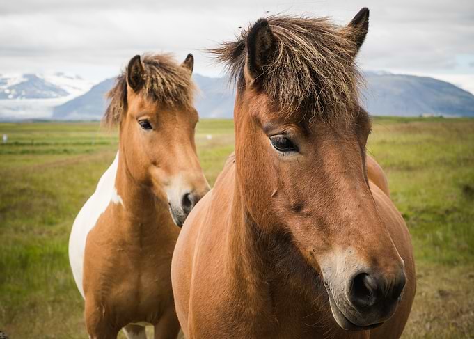 Two Icelandic horses with mountains and glaciers in the ...