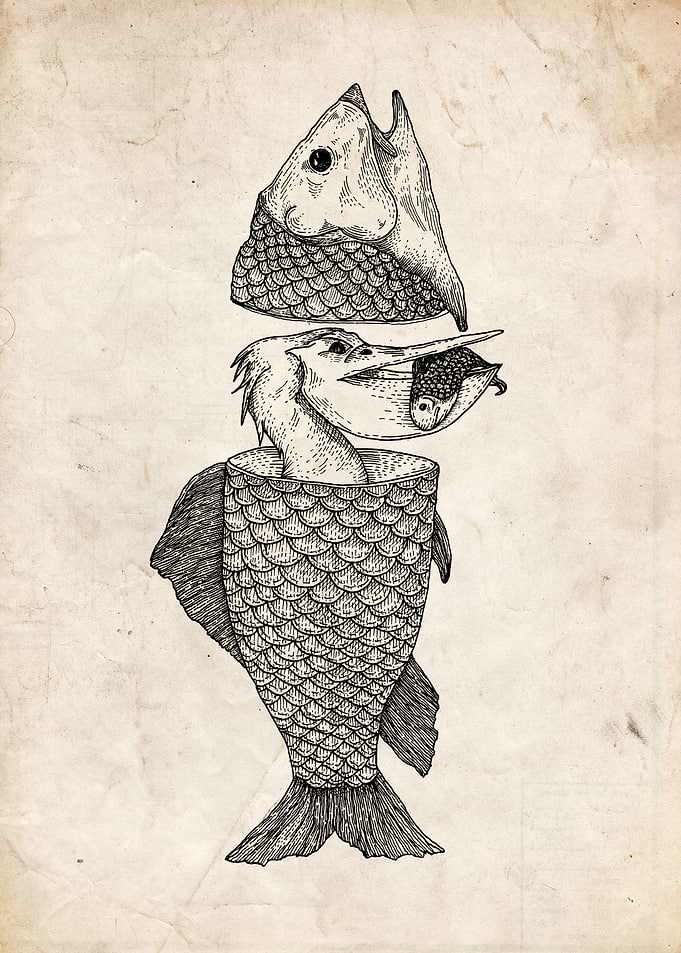 Fish