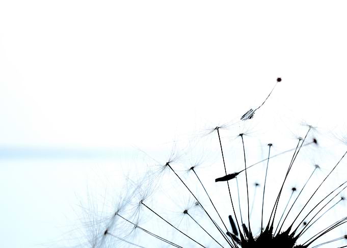 dandelion seeds