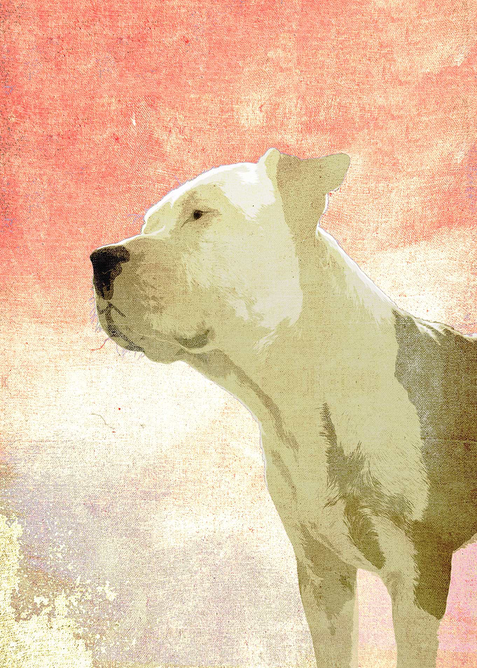 bali the dog 2