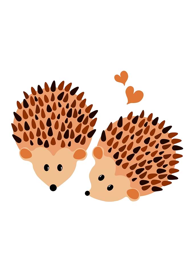 Hedgehogs