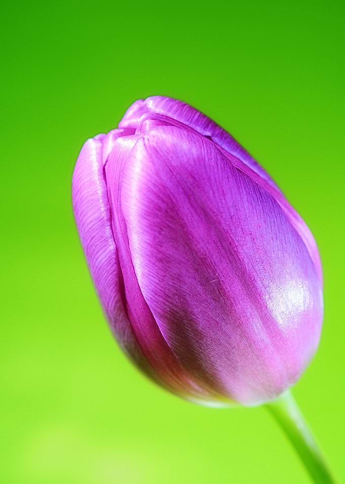 Tulipe