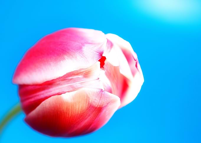 red tulipe