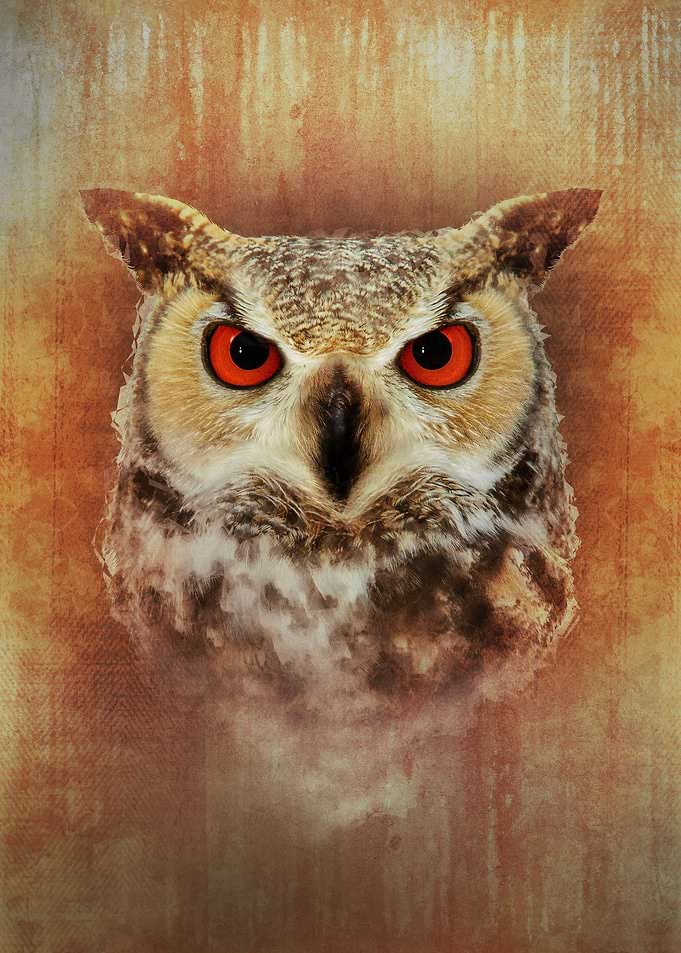 Owl