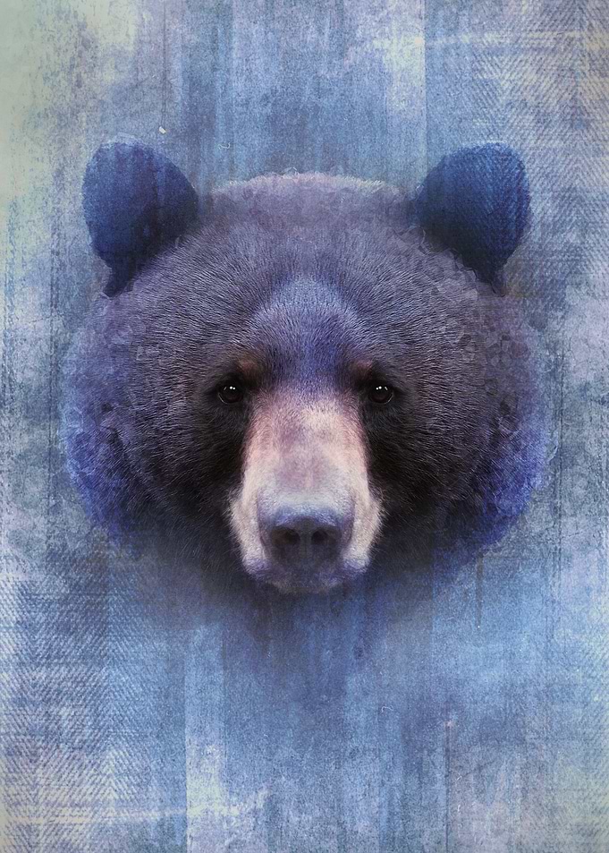 Black Bear
