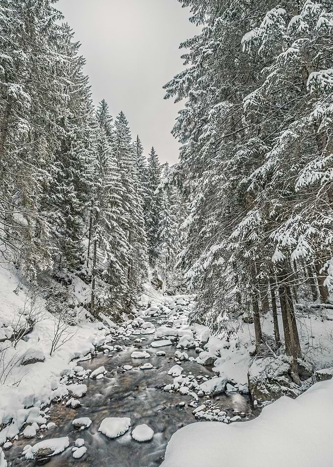 water stream in the wood
