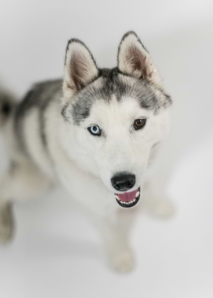 Luna the husky