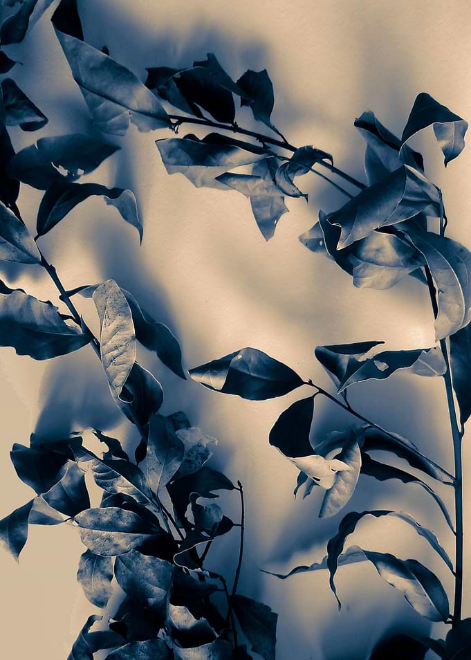 Bay leaves