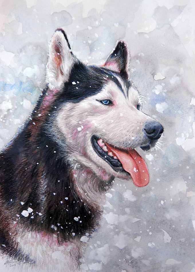 'Husky' watercolor pencil and white gouache on paper