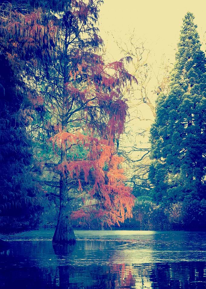 red leaves fall