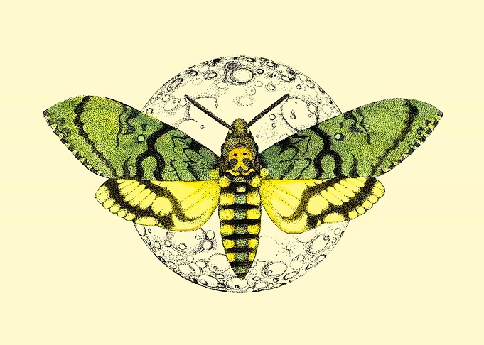 butterfly and the moon
