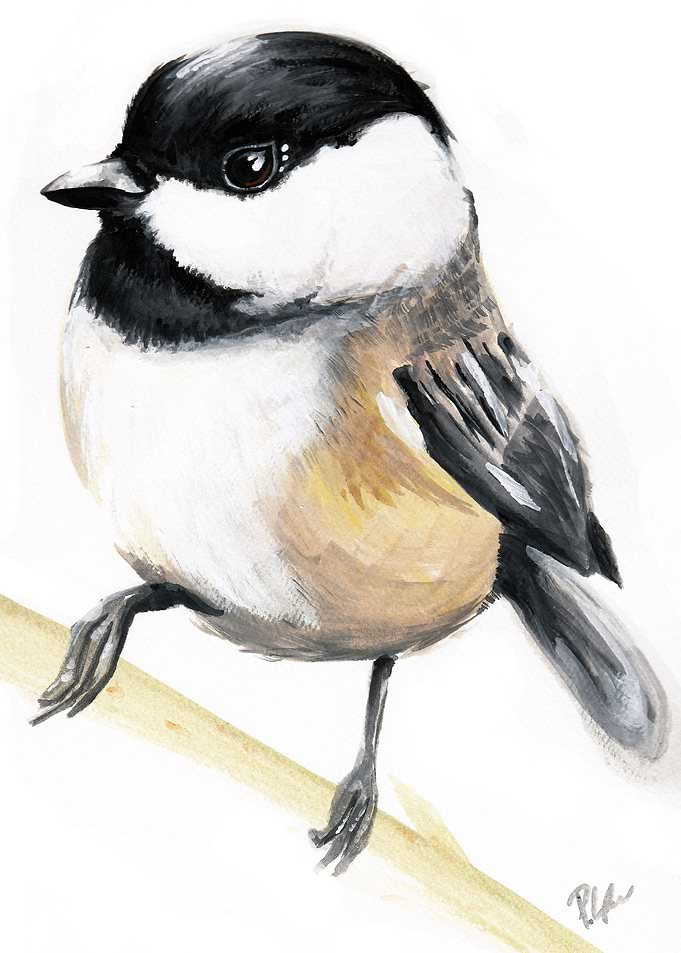 Chubby Chickadee
