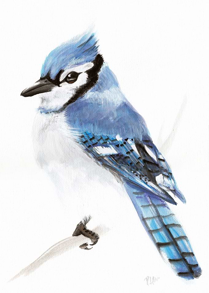 Blue Jay