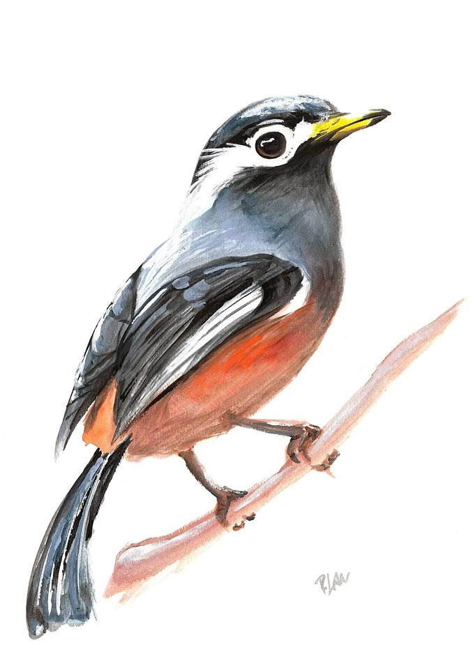 Blue & orange bird
