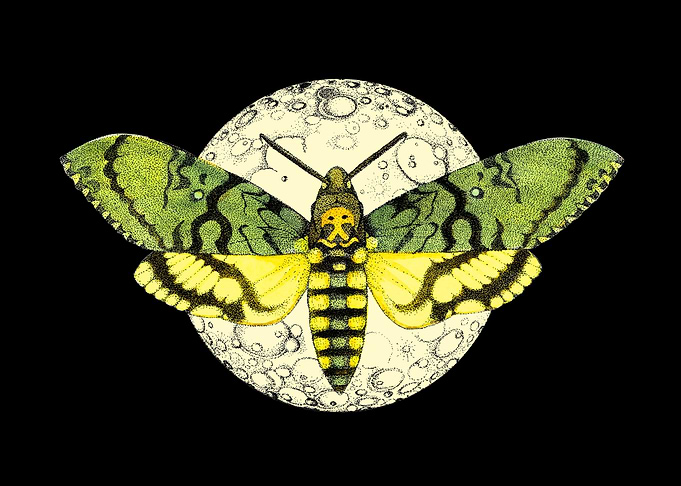 A butterfly in the night