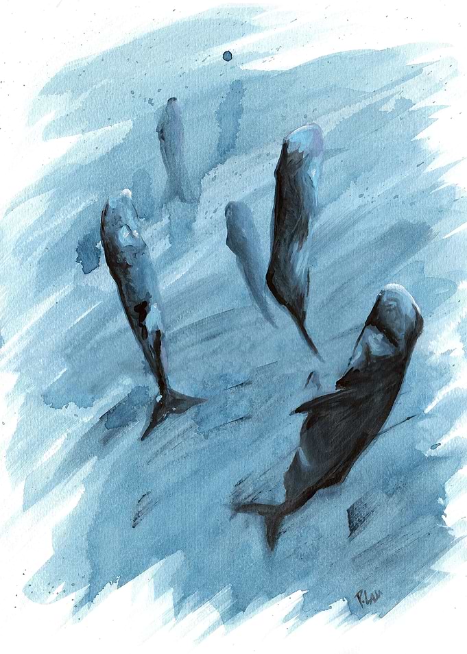 Sleeping sperm whales