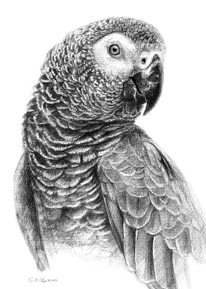 Gray Parot G083 by Svetlana Ledneva-Schukina