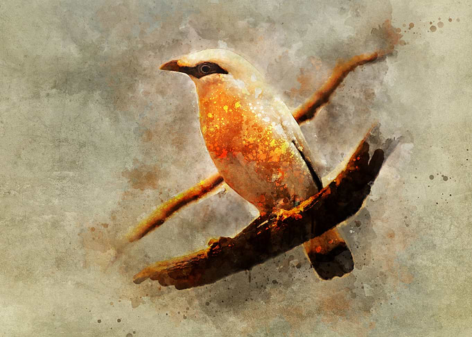 Orange and white bird on the branch. Digital artwork
