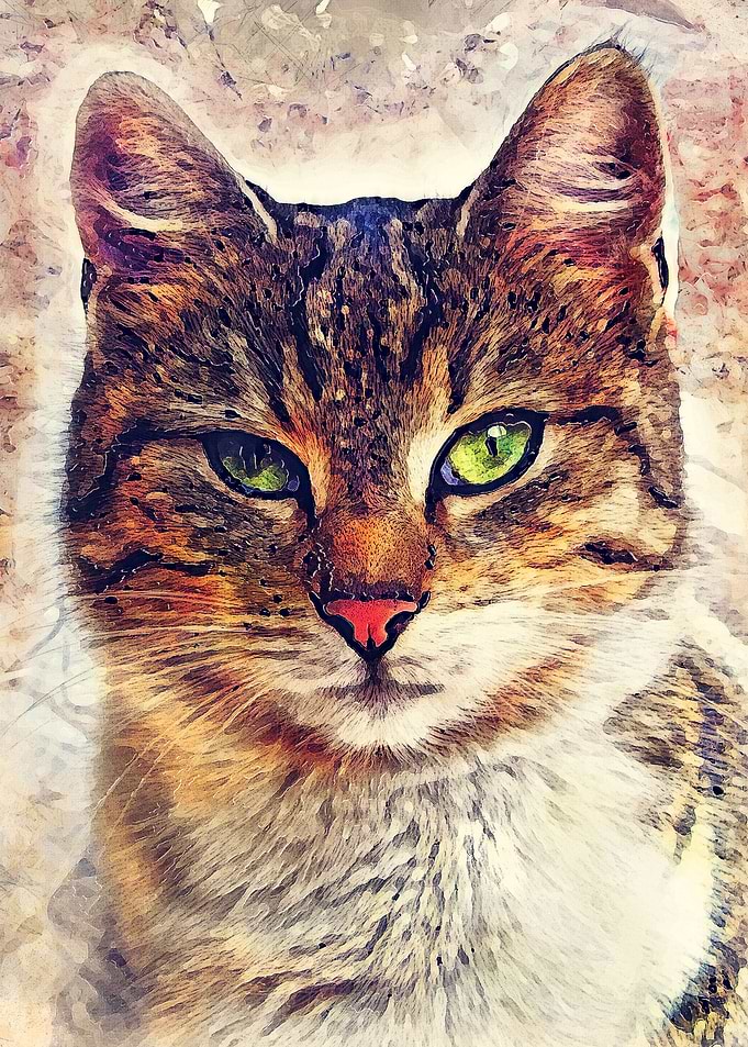 Cat Saba