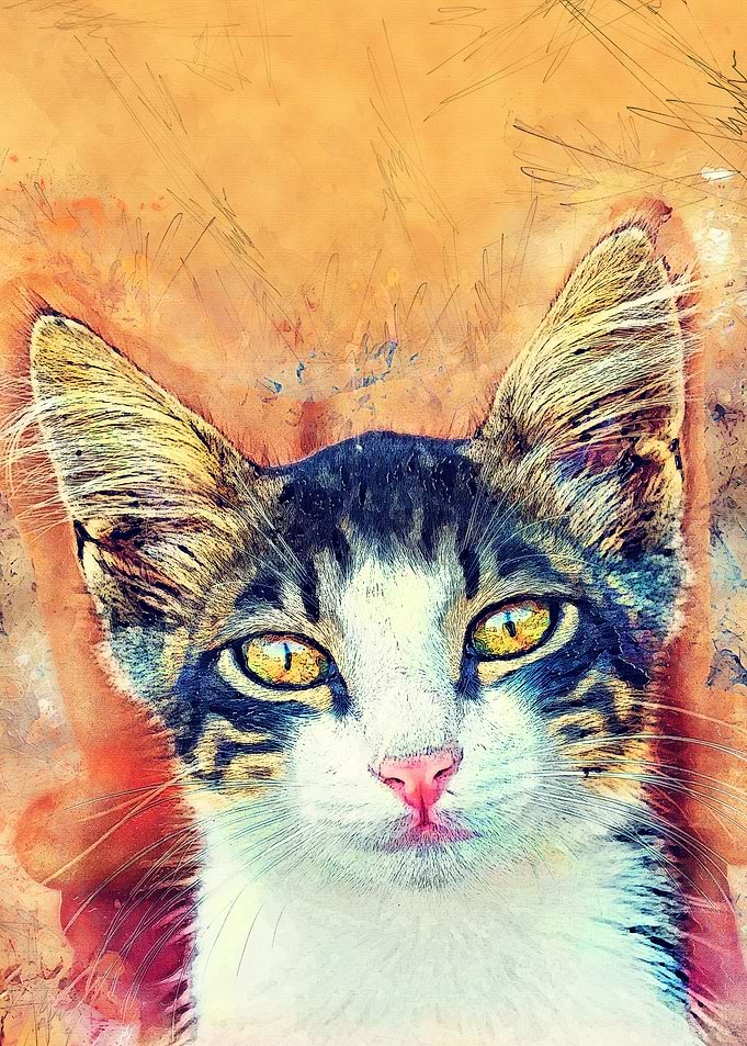 Cat Jacky