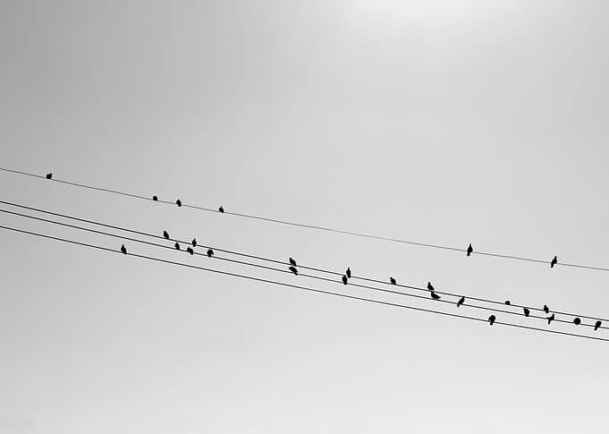 Birds on wires