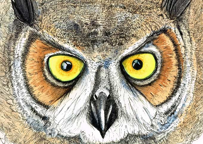 owl