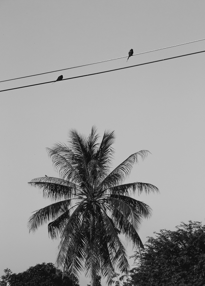 two birds