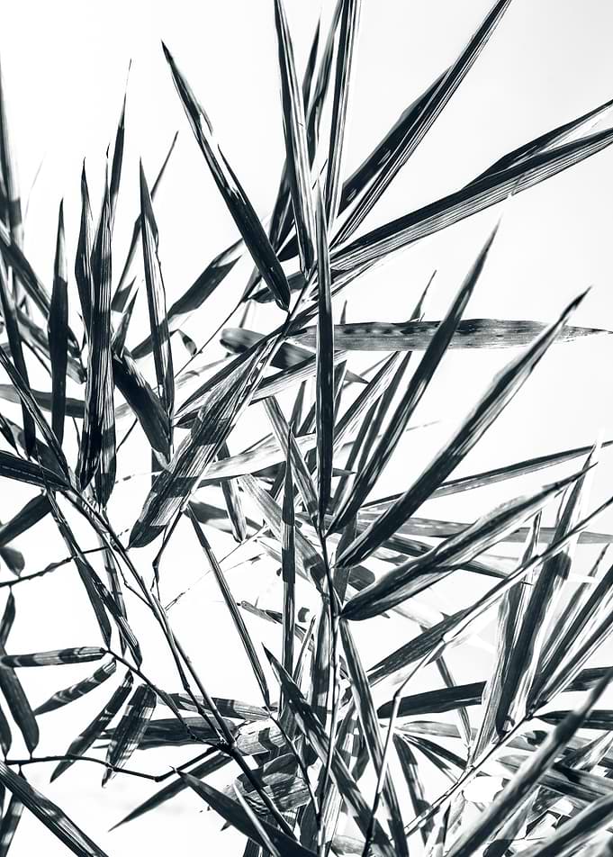 bamboo