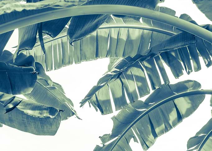 banana leaves