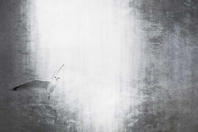Creative, monochromatic seagull flying.