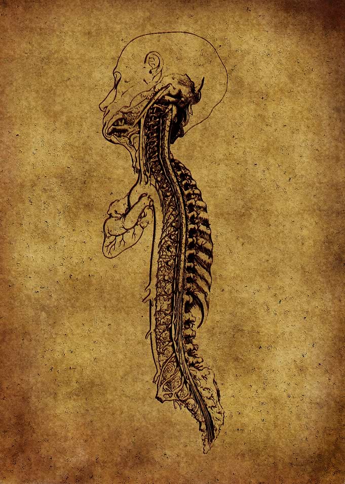 Anatomic29