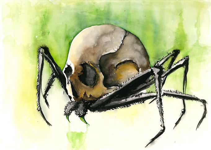 A spider wearing a skull or a skull spider.