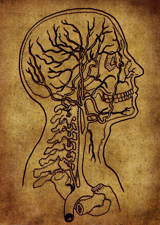 Anatomic30