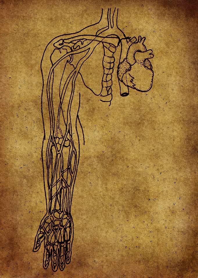 Anatomic31