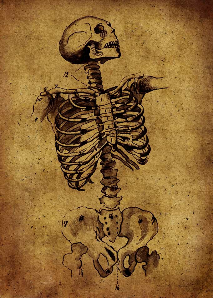 Anatomic36