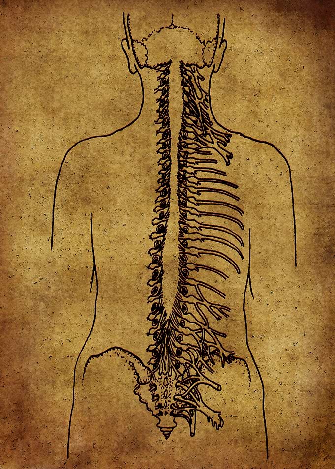 Anatomic33