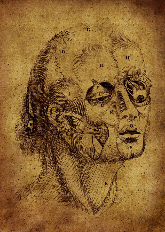 Anatomic38