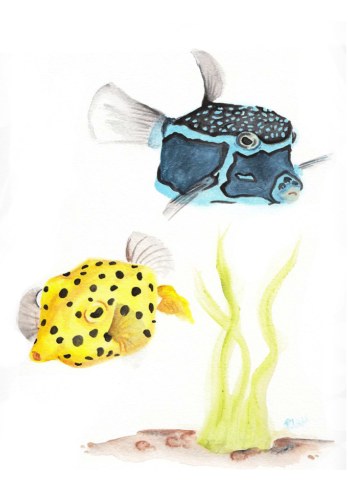 Pair of Cube fish